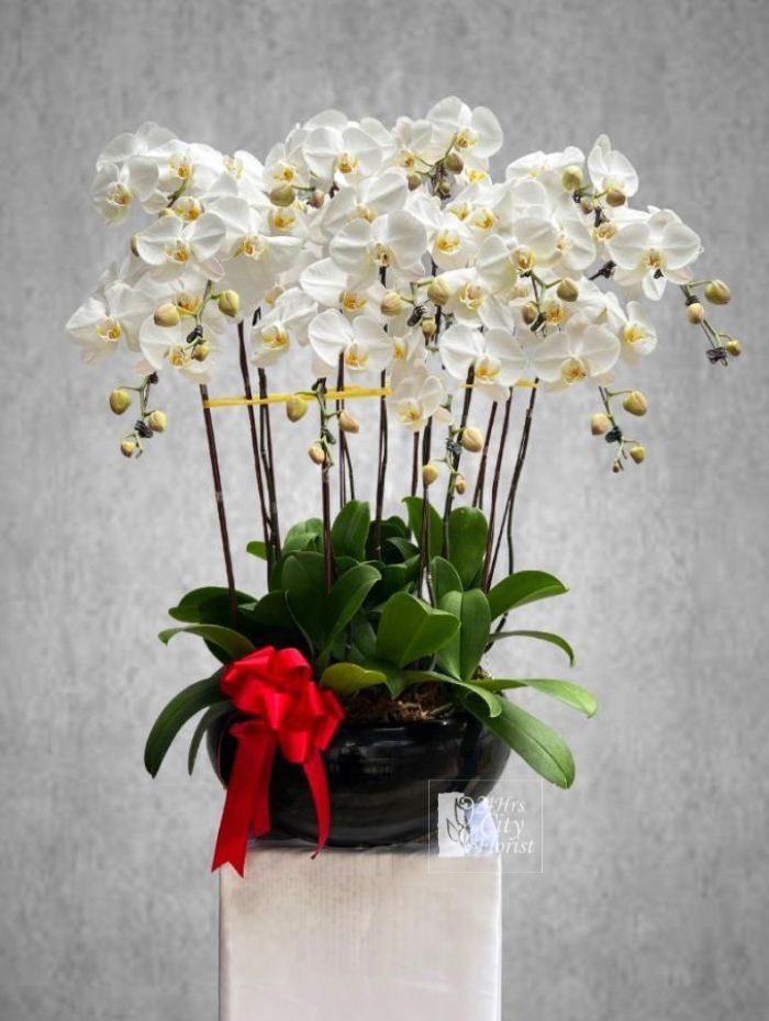 Prosperity Bloom Orchid - phalaenopsis orchid for opening stand